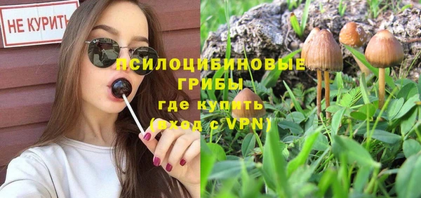 прущие грибы Аркадак